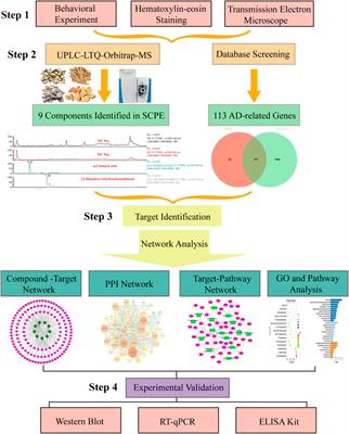 Sagacious confucius’ pillow elixir ameliorates Dgalactose induced cognitive injury in mice via estrogenic effects and synaptic plasticity